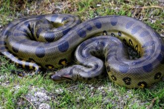 Ce mănâncă anaconda