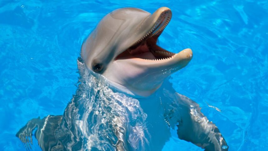 Ce mănâncă delfinii