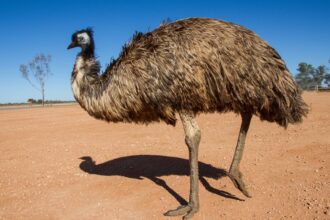 Ce mănâncă emu