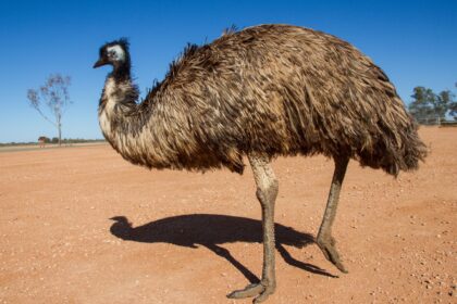 Ce mănâncă emu