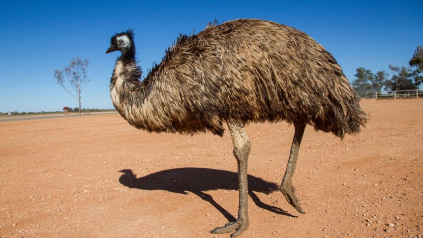 Ce mănâncă emu