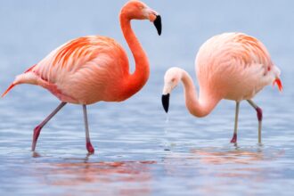 Ce mănâncă flamingo