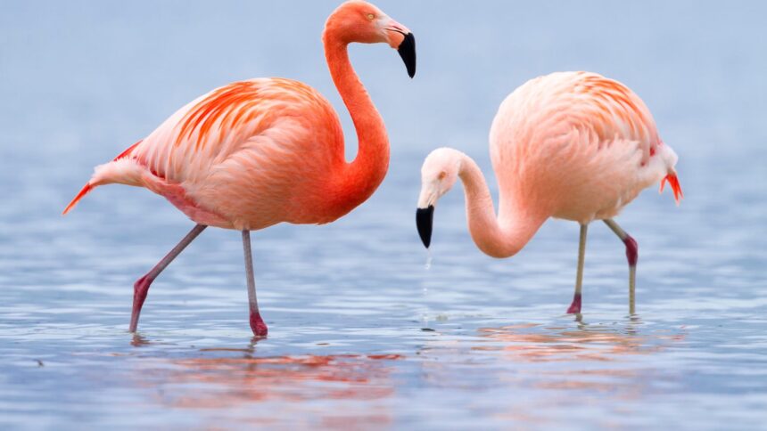 Ce mănâncă flamingo