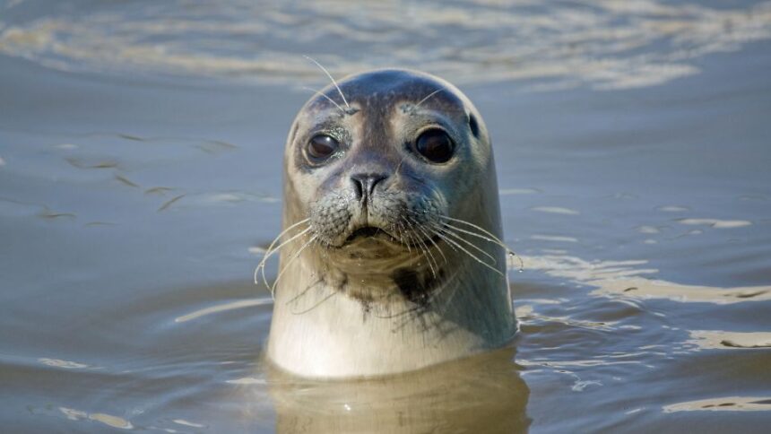 Ce mănâncă foca