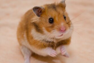 Ce mănâncă hamsterii