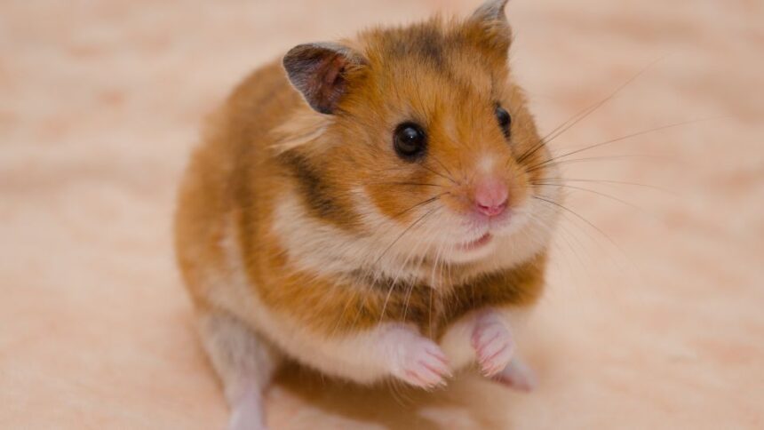 Ce mănâncă hamsterii
