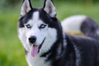 Ce mănâncă husky