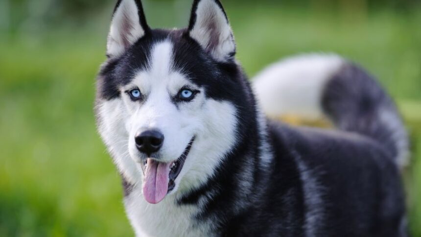 Ce mănâncă husky