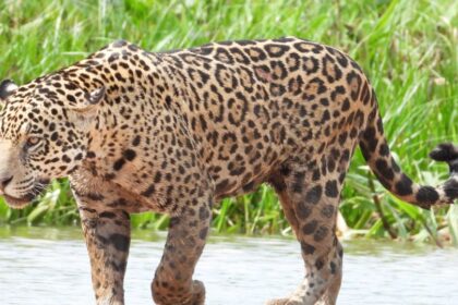 Ce mănâncă jaguarul