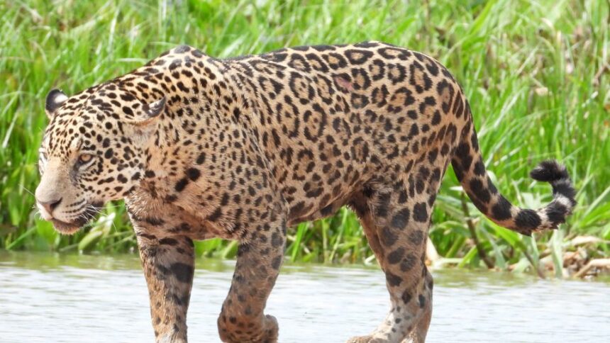 Ce mănâncă jaguarul