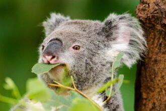 Ce mănâncă koala