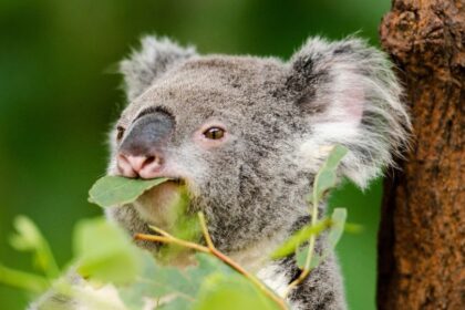 Ce mănâncă koala