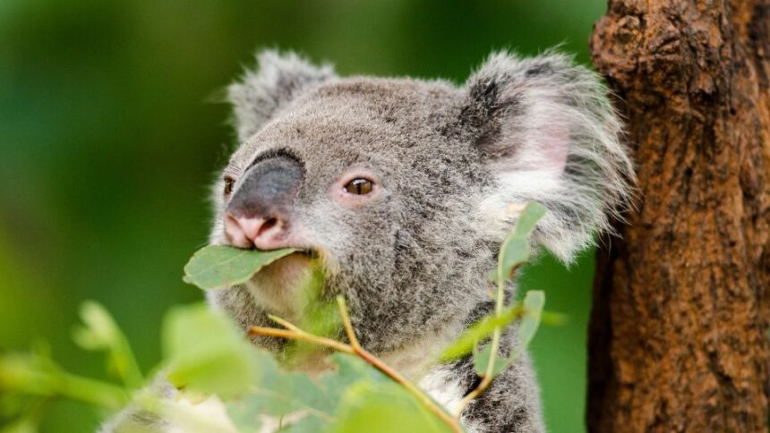 Ce mănâncă koala
