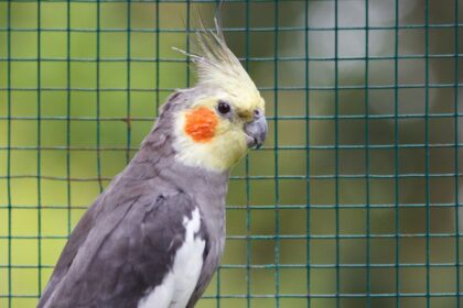 Ce mănâncă nimfele