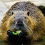 Ce mănâncă nutria