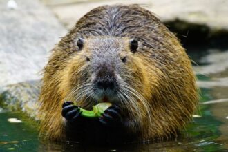 Ce mănâncă nutria