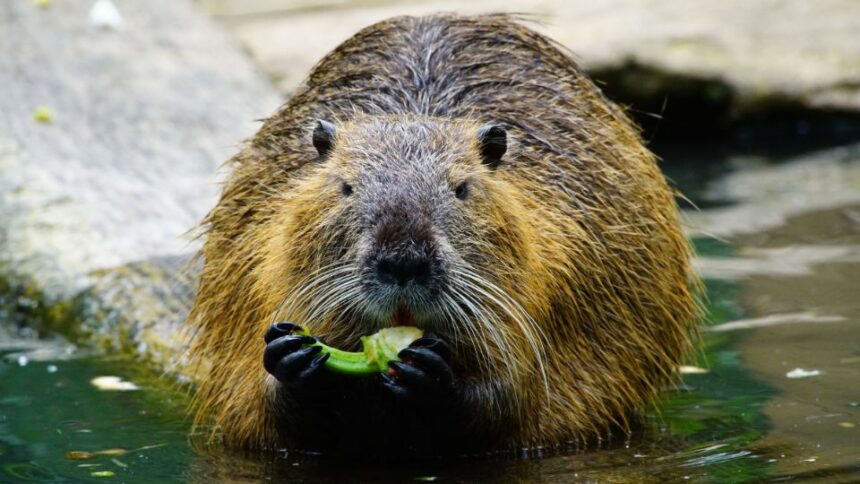 Ce mănâncă nutria