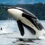Ce mănâncă orca
