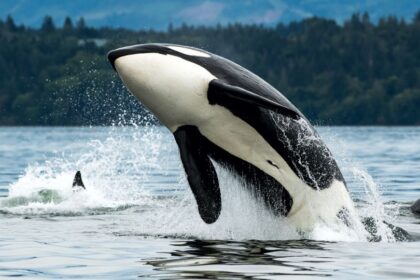 Ce mănâncă orca