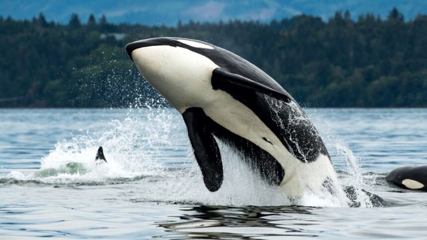 Ce mănâncă orca
