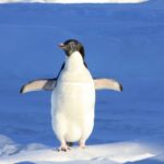 Ce mănâncă pinguinii