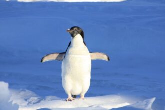 Ce mănâncă pinguinii