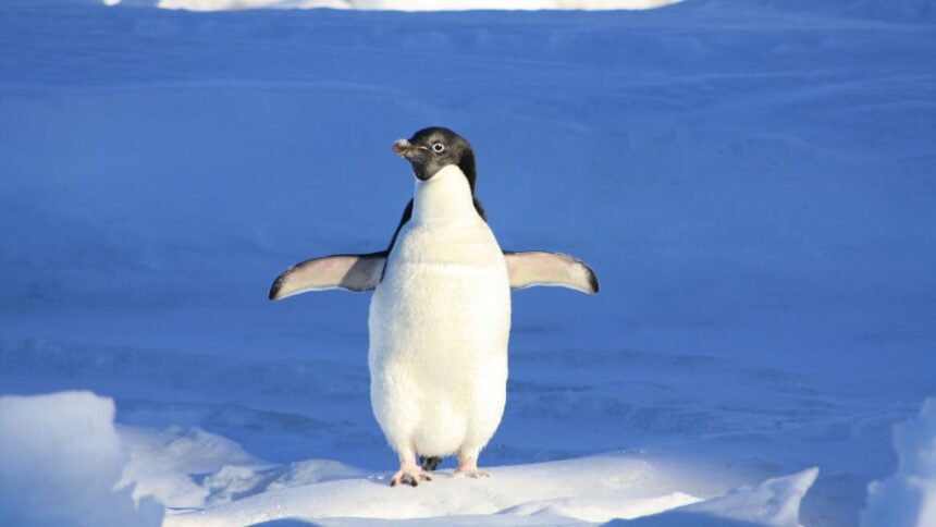 Ce mănâncă pinguinii