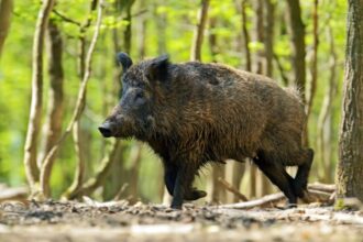 Ce mănâncă porcul mistreț