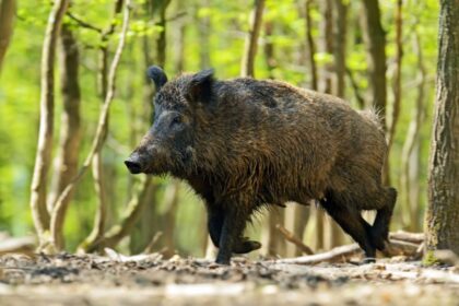 Ce mănâncă porcul mistreț