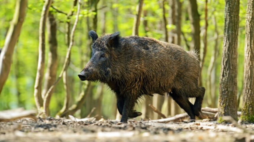Ce mănâncă porcul mistreț
