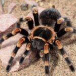 Ce mănâncă tarantula