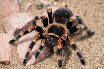 Ce mănâncă tarantula