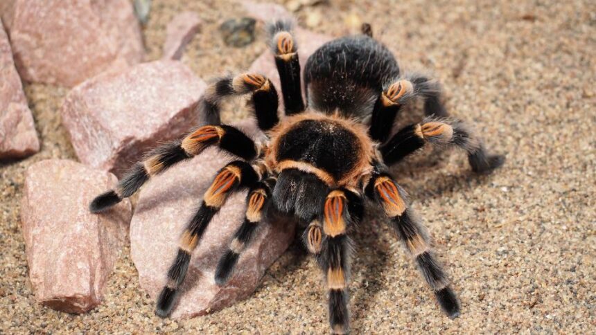 Ce mănâncă tarantula