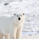 Ce mănâncă ursul polar
