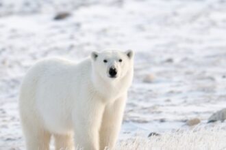Ce mănâncă ursul polar