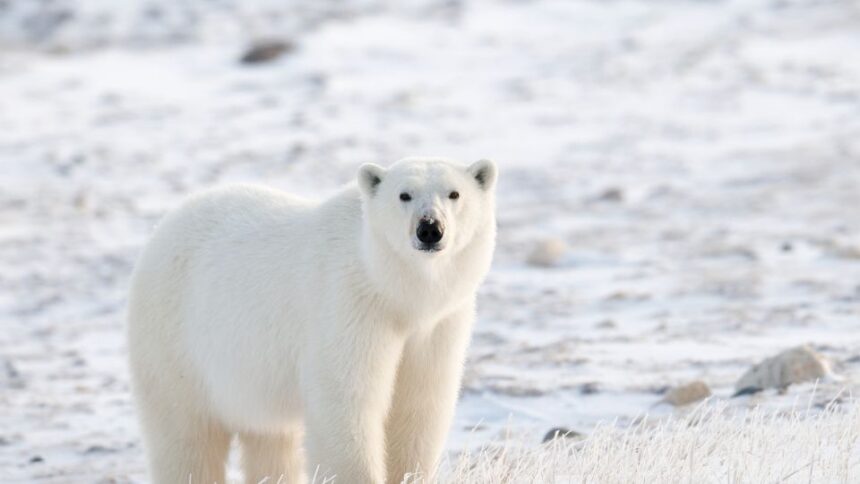 Ce mănâncă ursul polar